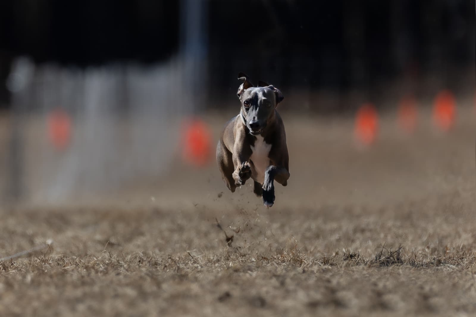 Louie Salem, an Italian Greyhound and the dog who inspired the TallyCAT app